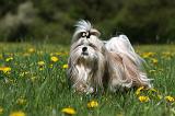 SHIH TZU 255